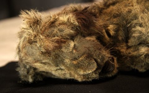 The 28,000-year-old Siberian cave lion mummy is the best-preserved Ice Age animal ever found.  science and health