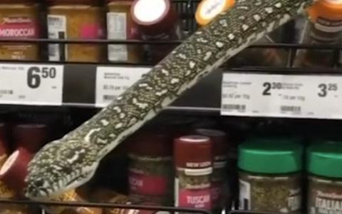 The 3-meter snake surprised the customers by coming on the shelf;  Watch