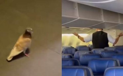 Transatlantic flight delayed after pigeon 'disappears' on board and plane
