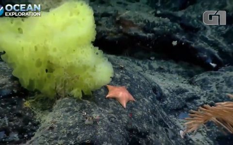 US scientists find 'real life version' of SpongeBob and Patrick;  Watch Video |  nature