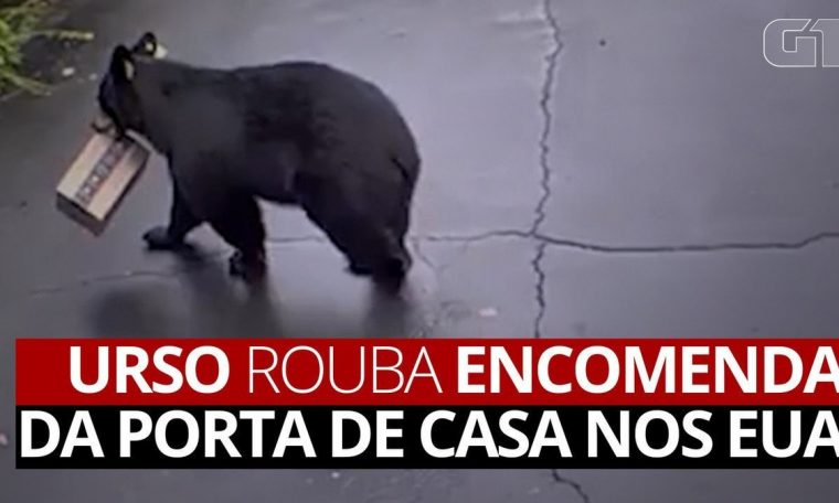 Urso stole a parcel from his home in the United States;  watch |  World