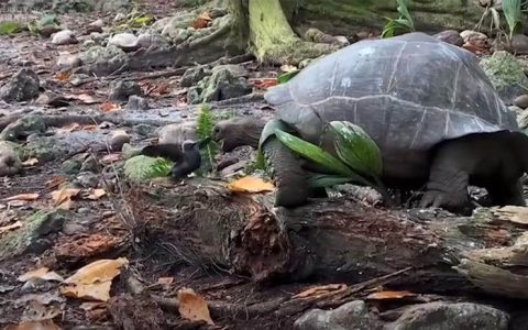 Tartarugas gigantes são os maiores herbívoros nas ilhas de Galápagos e Seychelles