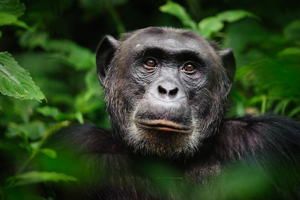 The woman said she developed a case with a chimpanzee - Photo: Getty Images
