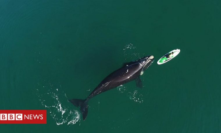 Impressive meeting between whale and swimmer in Argentina