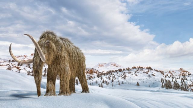 Illustration of a woolly mammoth walking in the snow.