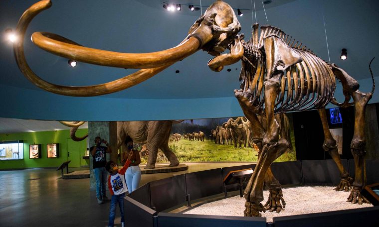 Is it possible to 'revive' mammoths to fight climate change?  - 09/19/2021 - Environment