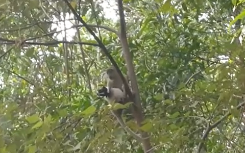 Monkey kidnapped the cub in Malaysia and kept it hostage for three days