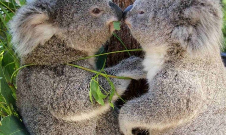 Koala is a symbol of Australia