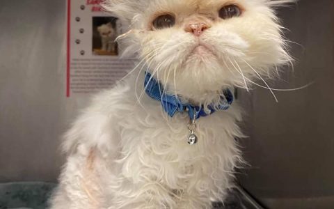 Shelter to 19-year-old adopted cat after help goes viral  look how good