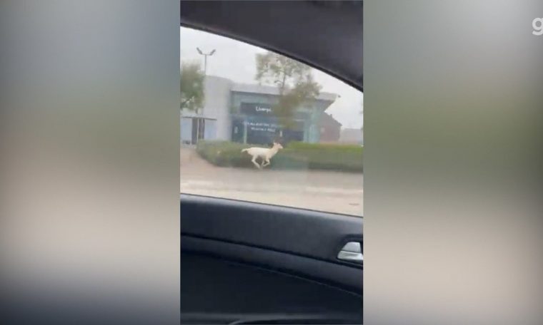 VIDEO: Rare white deer escaped from English city was killed by the police.  World