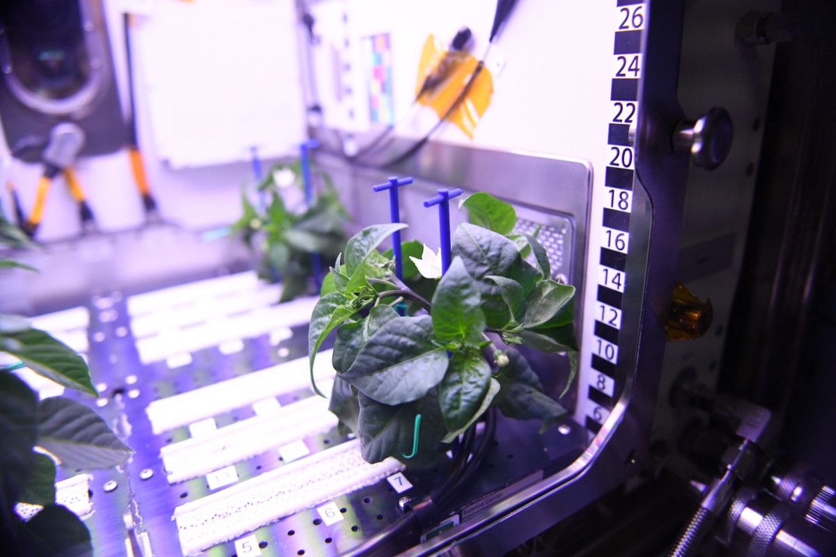 NASA Astronauts: Pepper Plants Bloom in Space #1
