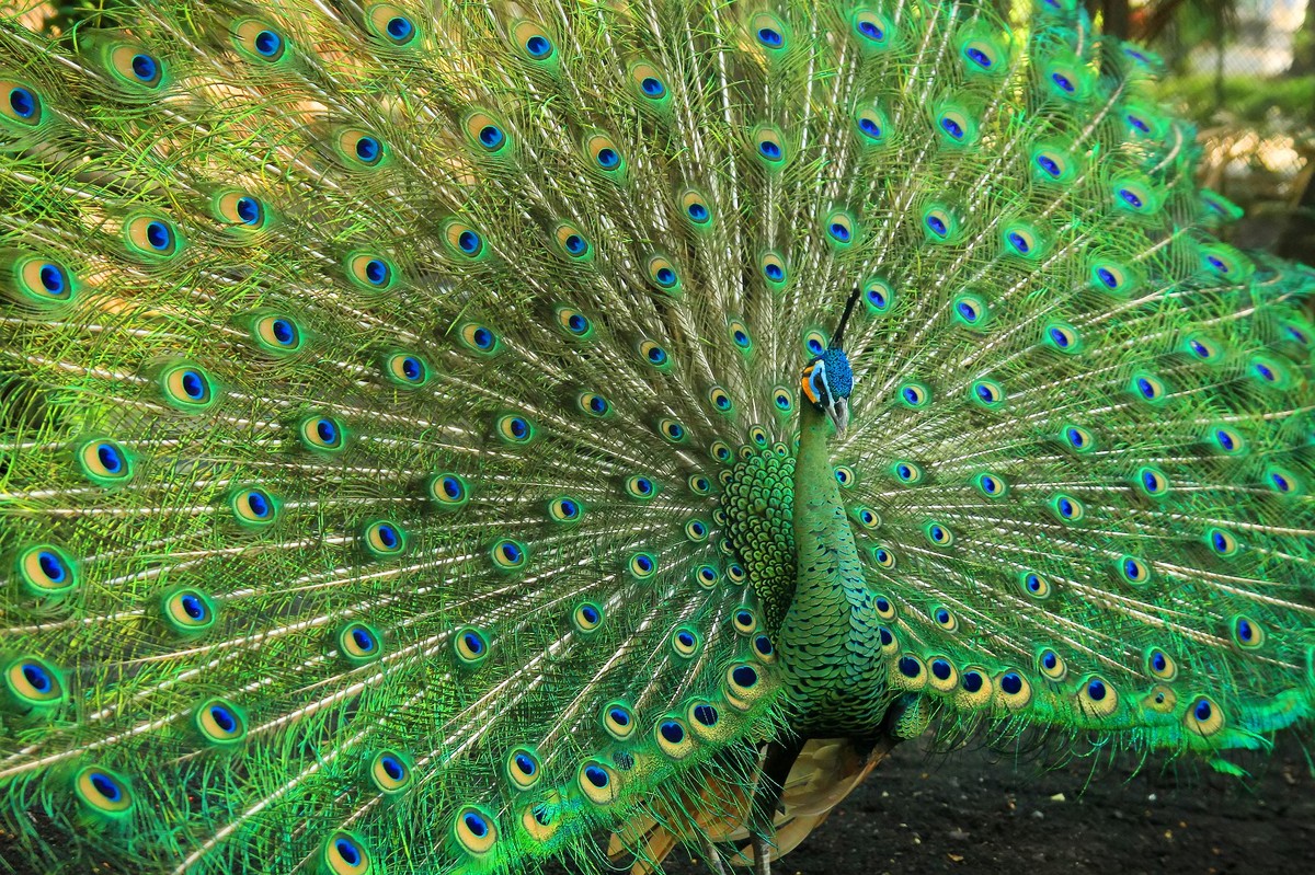 Do you know wild peacock? | people's land