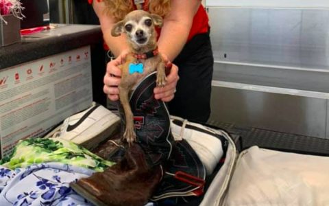 Owners found a Chihuahua in a suitcase after being notified of excess baggage.  unusual world