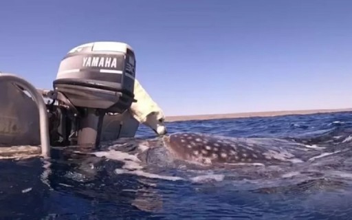 7-Meter Shark Kissing Dog During Boat Trip - Glamor Magazine