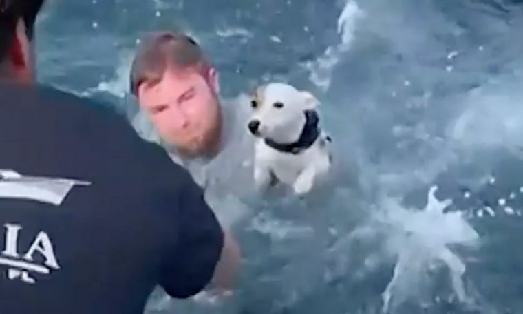 Dog rescued by sailors after being found alone in the middle of the sea.  dogs