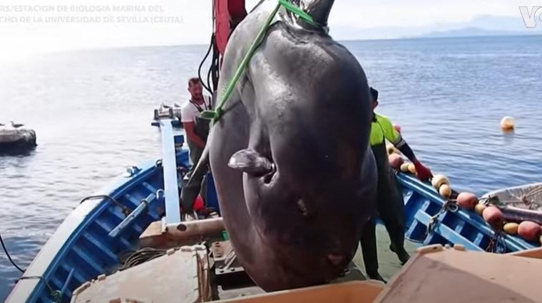 2-ton giant sunfish caught by fishermen and returned to sea