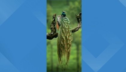 The video shows peacocks free in nature;  Birds are considered sacred in India