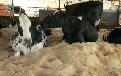 From Fans to Bras for Cows: Agriculture Investing in Animal Welfare |  rural globe