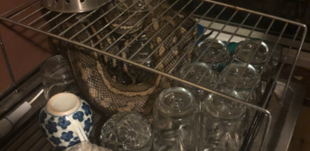 Man found snake in drying rack while keeping utensils away
