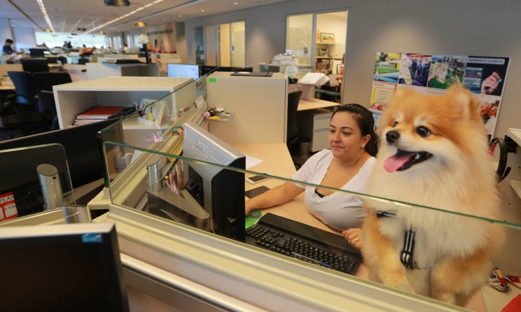 Pet boom returns to office in pandemic challenges - 10/29/2021 - Markets