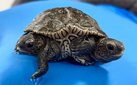 Two-headed, six-legged tortoise found in the United States