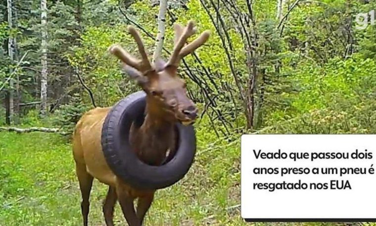 VIDEO: Deer tied in tires for two years saved in America  World