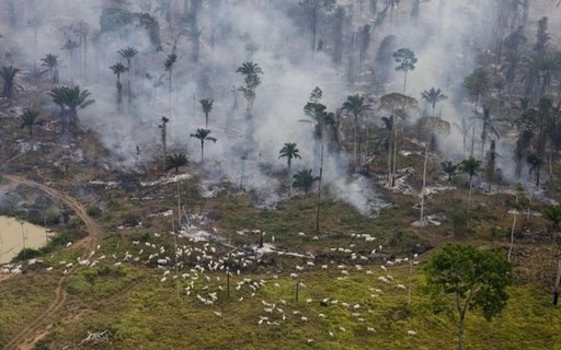 COP26: 30 financial institutions promise to eliminate deforestation-linked investments - poca Negócios