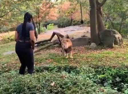Visitors come face-to-face with a lion at the Bronx Zoo in NY
