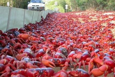 Thousands of crabs go to sea in Australia