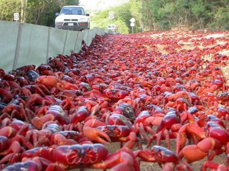 Thousands of crabs go to sea in Australia