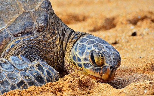 Atlas says around 50% of the world's turtle species are threatened - Revista Galileu