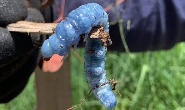 A lagarta com pigmento azul