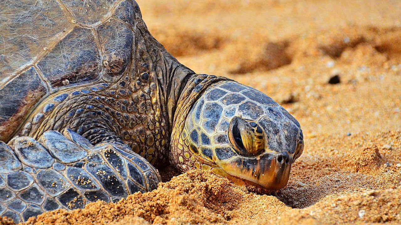 Sea turtle on the beach in Turtle Bay, Hawaii (Photo: Edmund Garman / Wikimedia Commons)