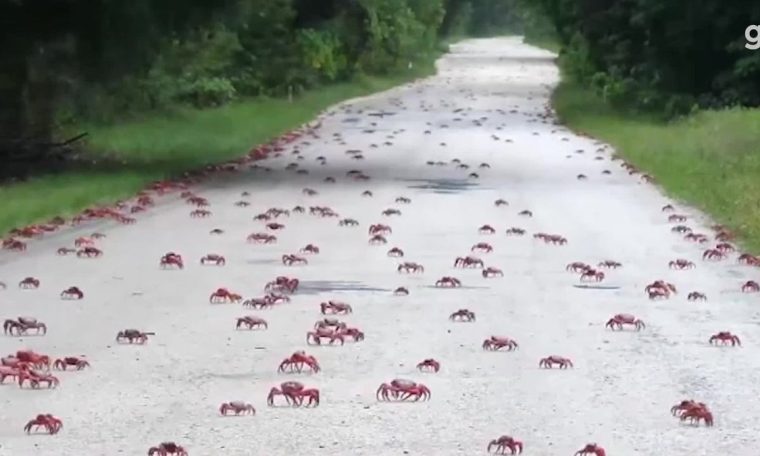 Millions of crabs cross the road during their migration to Australia;  watch |  World