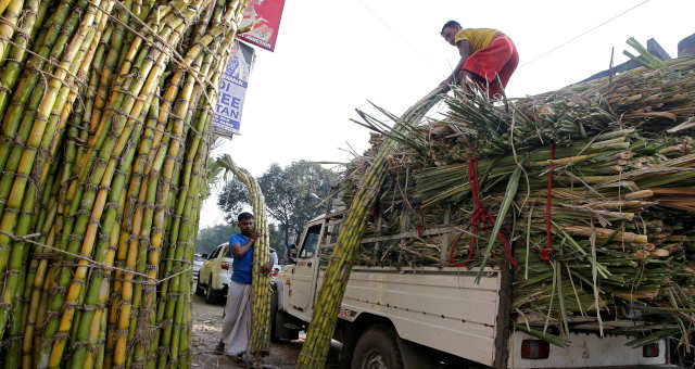 sugarcane commodity agribusiness