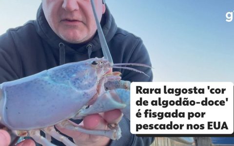 Rare 'cotton candy coloured' lobster hooked by American fisherman |  World