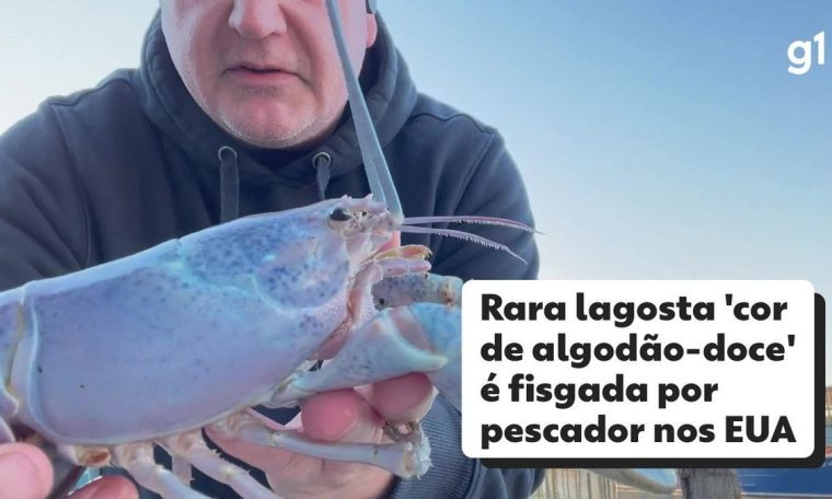 Rare 'cotton candy coloured' lobster hooked by American fisherman |  World