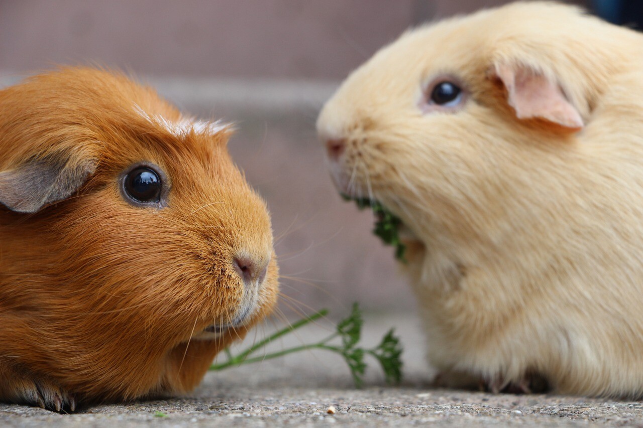 Pet Tips: How to Interpret Guinea Pig Treats in 5 Steps