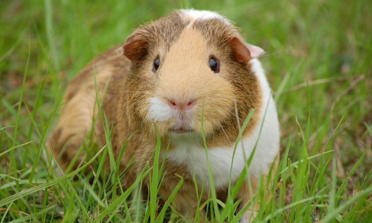 How to Interpret a Guinea Pig's Behavior in 5 Steps