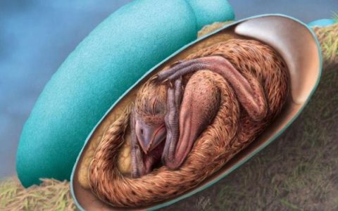 Preserved dinosaur baby egg found in China