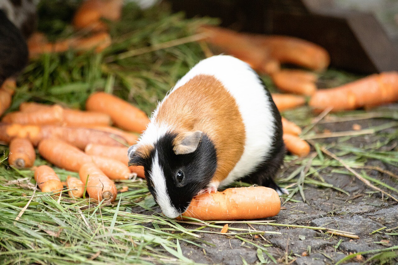 Pet Tips: How to Interpret Guinea Pig Treats in 5 Steps