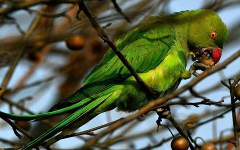More than 800 parrots that lived in one room were taken to the shelter - 12/28/2021