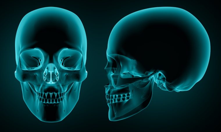 New layer of muscle discovered in human jaw