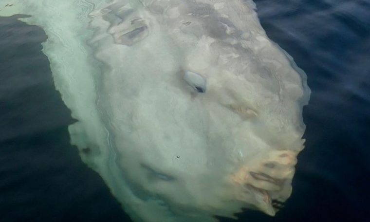Pair of rovers match giant sunfish and are thought to be the largest in the world