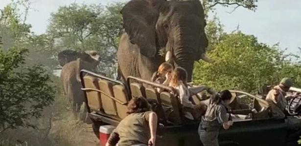 Video shows elephant attack on safari car in South Africa