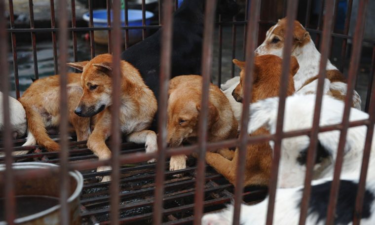 Vietnam City wants to ban the sale of cat and dog meat.  World