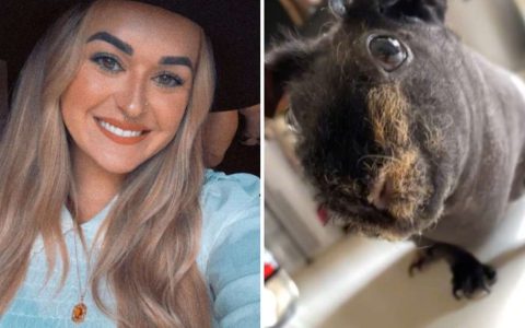 Woman in USA sleeps with guinea pig and wakes up without a bang