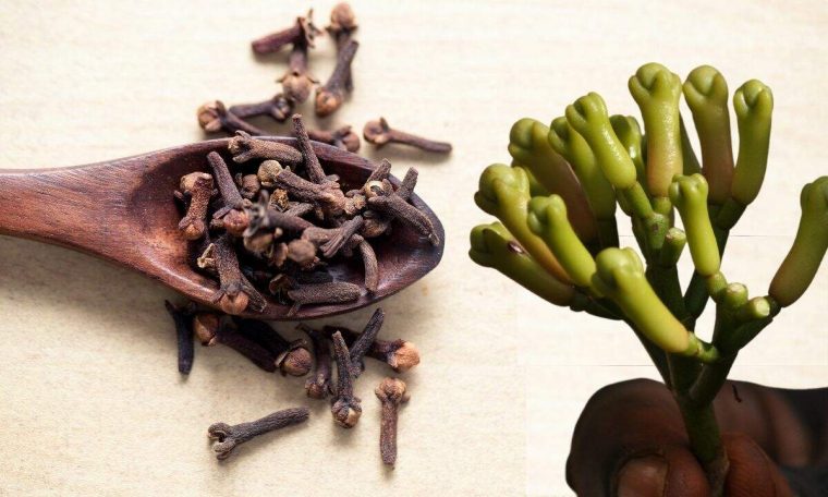 How to Grow Cloves: See how easy it is to follow these steps