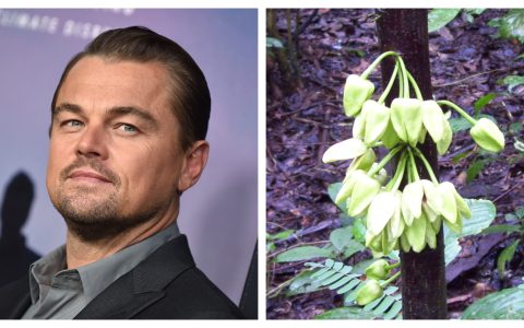 The first plant species of 2022 honors actor Leonardo DiCaprio