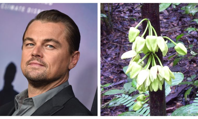 The first plant species of 2022 honors actor Leonardo DiCaprio